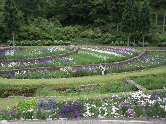 満開時期の花菖蒲と紫陽花、ゆりの花を観賞してきました。いずれも雨がその綺麗さをひきたたせるので、空模様は気になりませんでしたが水滴にそれぞれの花が映える綺麗さでした。ランチは園近くのグリル柊でうどんセット、これがまた美味かった。