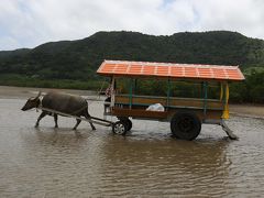 旅するイルカ♪　八重山諸島へ　Day3