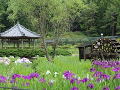 見ごろ前の花菖蒲園　永澤寺