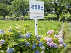 森林浴も楽しめる上尾丸山公園の菖蒲まつり