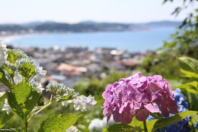 鎌倉の紫陽花の名所の一つ長谷寺、天気の良い土曜日なので混雑覚悟で出掛けました。<br />８時半ころに到着したら、あじさい路は３０分待ち。<br />まあまあ、これくらいなら我慢のできる範囲で紫陽花を楽しむことが出来ました。