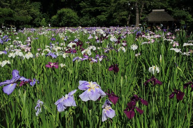 小石川後楽園の花菖蒲が見頃となったのでそれをメインに周辺を散策。<br />表紙は、小石川後楽園の菖蒲園