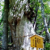 2016年６月湯西川温泉まで爽やかな風に誘われて森林浴を楽しみました。