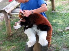 初夏のレッサーパンダ紀行【８】 江戸川区自然動物園＆大崎公園子供動物園＆上野動物園　相変わらずお美しいユウユウさん＠江戸川　キキじいちゃん、１９歳おめでとう！！＠大崎　今夏は避暑地に移動かな？＠上野