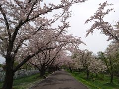 北海道の桜はこの時期に見ることができます！