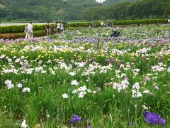 あわら北潟湖畔花菖蒲まつりと吉崎御坊