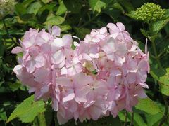 梅雨の晴れ間に紫陽花とお寺を見にいくぞ～！☆蜻蛉池公園・七宝龍寺☆フルーツをいっぱい食べて免疫アップヽ(^o^)丿