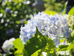 成田を歩く～成田山新勝寺・紫陽花まつり・成田空港～