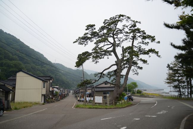 《今日は親不知・子知らず・犬戻り・駒返しなどいふ北国一の難所を越えて疲れはべれば、枕引き寄せて寝たるに、一間隔てて面のかたに、若き女の声、ふたりばかりと聞こゆ、年老いたる男の声も交じりて物語するを聞けば越後の国新潟といふ所の遊女なりし。伊勢参宮するとて、この関まで男の送りて、明日は故郷に返す文したためて、はかなき言伝などしやるなり。白波の寄する汀に身をはふらかし、海士のこの世をあさましう下りて、定めなき契り、日々の業因いかにつたなしと、物いふ聞く聞く寝入りて、朝旅立つに、われわれに向かひて、「行方知らぬ旅路の憂さ、あまりおぼつかなう悲しくはべれば、見え隠れにも御跡を慕ひはべらん。衣の上の御情けに大慈の恵みを垂れて、結縁せえさせたまへ」と涙を落とす。不便のことにはべれども「われわれは所々にてとどまるかた多し。ただ人の行くにまかせて行くべし。神明の加護、必ず恙なかるべし」と言ひ捨てて出でつつ、あはれさしばらくやまざりけらし。<br /><br />　　　　一つ家に遊女も寝たり萩と月　　芭蕉　　　　》<br /><br />朝、直江津で琴平神社と聴信寺を訪ねた後、日本海ひすいラインで市振へ移動しました。ここも無人駅、駅前の雑貨屋さんのおばさんに荷物を預かってもらい、関所跡、桔梗屋跡、長円寺、海道の松，弘法様の井戸、を見てまわりました。ゆっくりまわって1時間でした。ひすいラインで20分、糸魚川へ行きそこから新幹線で帰京しました。