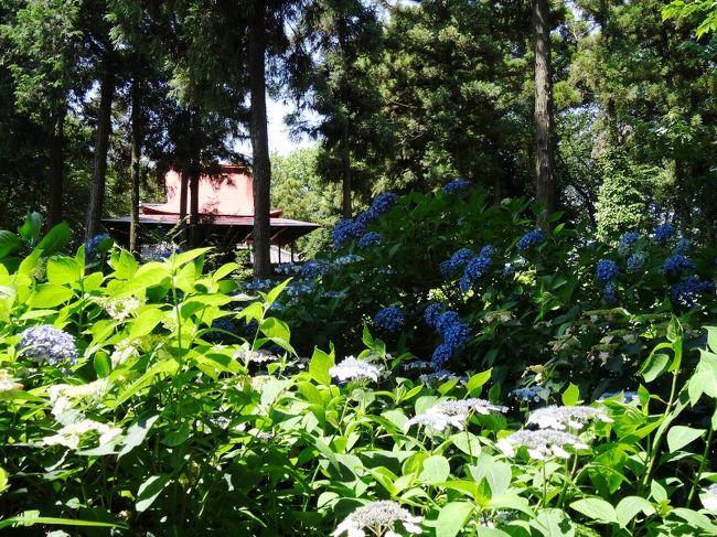 指扇の氷川神社境内で開かれたアジサイまつりに行ってきました。