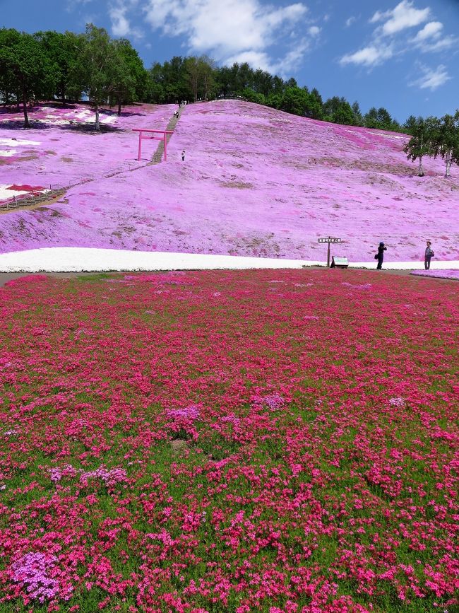 平成21年までの2ヵ年芝桜公園再整備により、芝桜の景観を楽しみ、芝桜の中で楽しみ、人が集い賑わい、水と緑の寛ぎをそなえ、高齢者や障がい者への配慮された安心・安全な、芝桜植栽10ヘクタールを有する芝桜公園に生まれ変わった。<br />「風景を最大限に演出した最小限の施設で運営する」10ヘクタールの芝桜公園となり現在に至る。<br /><br />芝桜はハナシノブ科の多年草でフロックスの一種です。 北アメリカ原産で、花壇の縁取りなどに栽培されます。<br /> 花の形がサクラに似ており、 芝のように地面をおおって咲くので芝桜と呼ばれています。 <br /> ４月〜６月上旬に、直径１．５センチメートルほどの赤、桃、白、紫の小花を咲かせます。<br /> 芝桜公園はこの時期に、約10万平方メートルの園内が芝桜の花で埋め尽くされます。<br /><br />山津見神社は　大正二年　福島県相馬郡の周辺からこの地に入植した　和泉一郎・大本久次郎・室原重成・山田徳四郎の各氏により御神体を拝受し、この地点を守護の場所と定めて鎮座されました山の神様であります。<br /><br />山の神は　天照大神の兄神で大山津見の神と申し上げ　国土のすべてを守る神様、最も清浄な山をさしておられ　特に次の神々が信仰されます。<br />現神殿は昭和六十年春　この地域の有志の手により改築されたものであります。<br />（http://www.shibazakura.net/history.html より引用）<br /><br />ひがしもこと芝桜公園　については・・<br />http://www.shibazakura.net/<br />http://www.hanakaido.net/<br /><br />大空町（おおぞらちょう）は、北海道オホーツク総合振興局管内の、網走郡に属する町。<br />旧女満別町域は、台地と網走川流域の低湿地で構成され、高台（東部に広がる台地）では畑作、低台（網走川流域の低湿地）では水稲を中心とした農業が発達している。<br />旧東藻琴村域は、北部から南部の山岳地帯にかけて平野・丘陵が広がる。<br />網走湖女満別湖畔は北海道景観100選に選ばれている。山: 藻琴山(1000m)<br />1912年 - 北見 - 網走間の鉄道が開通し女満別駅が開業する。<br />以後急速に入植者が増え、基礎的な集落が編成される。<br />2006年3月31日 - 女満別町と東藻琴村が合併（新設合併）し「大空町」となる。<br />（フリー百科事典『ウィキペディア（Wikipedia）』より引用）<br />