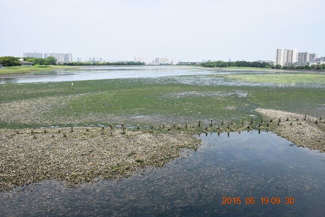 梅雨の曇り空の朝、比較的近場である千葉県船橋市内を散策しました。<br />これからの季節は気温も湿度も高くなりますし、あんまり無理すると熱中症とかでぶっ倒れますね(^▽^;)<br /><br />■コース<br />大神宮駅～意富比神社（船橋大神宮)～谷津干潟～谷津バラ園～読売巨人軍発祥の地～谷津駅