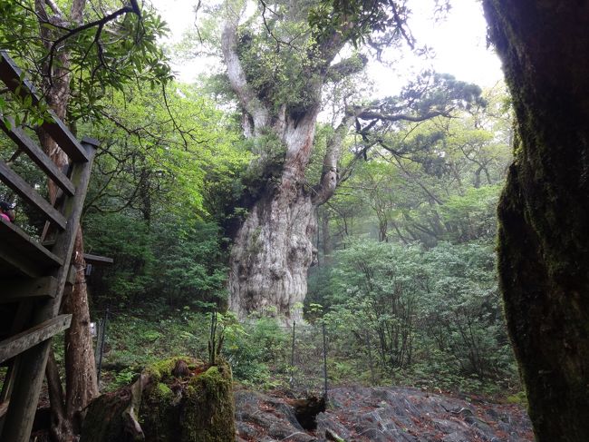 屋久島までの道のりが遠いです。<br />３泊４日の予定で屋久島に行きます。<br />ガイドさんとお部屋は３か月くらい前に予約とりました。<br />バス、地下鉄、電車、モノレール、羽田から飛行機、鹿児島乗り換え、でほぼ一日です。<br />羽田からは格安航空を使おうと思ったのですが、預け荷物が５?までとか、鹿児島空港で自分でピックアップして再度預けなおさなければならないとか、超不便、なのでＪＡＬ。<br />鹿児島空港飛び立つまでは晴れだったが屋久島空港に降り立った時には雨でした。<br />滞在中３日間は雨で、帰りの日は快晴でした。<br />縄文杉に会いに、朝は５時起き、最初から合羽着用です。<br />水たまりのトロッコ軌道、不揃いの枕木が２．５ｋｍ位続き、疲れます。<br />帰りも同じ所歩くんだよね。<br />晴れていればあまり足元、気にしなくてすむんですが・・。<br />屋久島生まれのガイドさんは正解でした。<br />