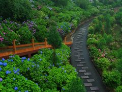 京都　紫陽花めぐり～善峯寺、智積院、藤森神社