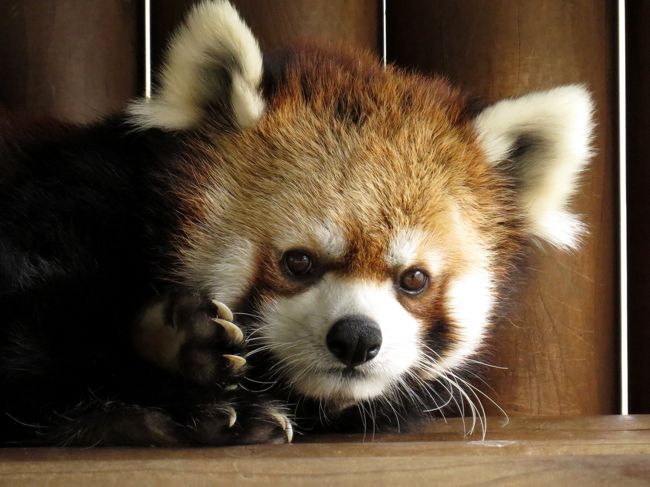 ２０１６年に足を運べていない動物園を中心に回る今回の関東遠征。<br />２日目の今日は浜松市動物園と三島市楽寿園です。<br /><br />当初は昨年１月１０日以来の楽寿園のみを考えていたのですが、同日に浜松市動物園で天王寺動物園から里帰りしたホッキョクグマのバフィンさんとモモちゃんのお披露目会が開催されることを知り、浜松と三島のハシゴを決行しました。<br /><br />新幹線でも４駅の浜松と三島・・・静岡県は広いですね！！<br /><br /><br />これまでのレッサーパンダ旅行記はこちらからどうぞ→http://4travel.jp/travelogue/10652280