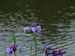 横浜　三溪園　花菖蒲を愛でる