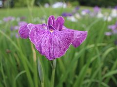 2016水元公園の葛飾菖蒲まつりに行ってきた