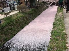 桜の京都ちょい歩き