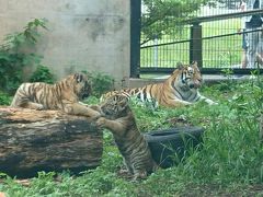 アムールトラの双子の赤ちゃんを観に旭山動物園