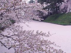 わんこも一緒★家族de桜とねぷたを楽しむ青森旅行