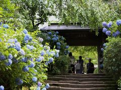 北鎌倉の紫陽花の名所：明月院