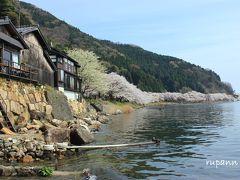 青春18切符一人旅　海津大崎満開の桜並木～大崎寺～清水の桜