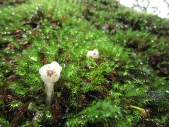 幻想的な森と透き通った海！梅雨の屋久島ひとり旅1日目・2日目2016.6