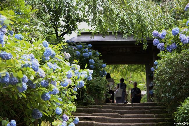 そろそろ鎌倉の紫陽花もピークを過ぎそうなので、北鎌倉の紫陽花の名所である明月院に出掛けることにしました。<br />紫陽花の寺として知られる明月院は、長谷寺と人気を二分しますが、紫陽花の種類が多い長谷寺に対し、明月院は９０％以上が明月院ブルーといわれる姫紫陽花が植えられています。<br />行列はなかったものの、境内は混雑していて、紫陽花を撮るもの一苦労でした。<br /><br />それでは、明月院ブルーをお楽しみください。