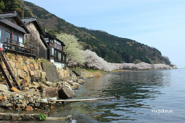 青春18切符一人旅 春旅の締めは海津大崎の桜並木 湖上からも楽しみました~♪<br />海津園地から1.2㎞ほど先にある大崎寺へ参拝して<br />海津大崎から少々離れたところにある清水(しょうず)の桜に会いに~<br />なんとお墓の中にある桜です~<br />まるで墓守のような...