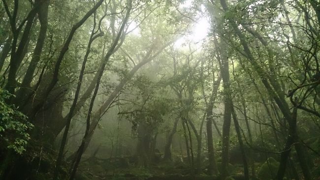 幻想的な森と透き通った海！梅雨の屋久島ひとり旅1日目・2日目2016.6<br />の続きです。<br /><br />〈3日目〉<br />縄文杉トレッキング。<br />ガイドツアーで、女性2人旅の方とご一緒させていただきました。<br />ガイドさんも女性で、女4人で縄文杉へ！<br />人生で2回目の、縄文杉とのご対面でした。<br /><br />ちなみにこの日、デジカメにバッテリーを入れ忘れるというとんでもないミス！(;０;)<br />泣く泣く、スマホで写真を撮りながら行きました…。