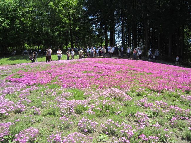 秩父には行ったことがなかったのでかねがね一度行ってみたいと思っていた。羊山公園の芝桜を見て、秩父の街をぶらぶら歩き、パワースポットで有名な三峯神社を回ってきた。<br />宿は、秩父線の谷津川館にした。ひなびた宿で静かで居心地はよかった。料理もまずまずであった。、