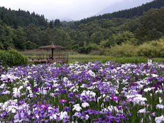 神楽女湖の花菖蒲と九重“夢”大吊橋の旅　2-1　神楽女湖の花菖蒲　編