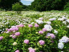 荻窪公園のアジサイ_2016(2)_ほぼ咲き揃ったが、白い花が多かった（群馬県・前橋市）