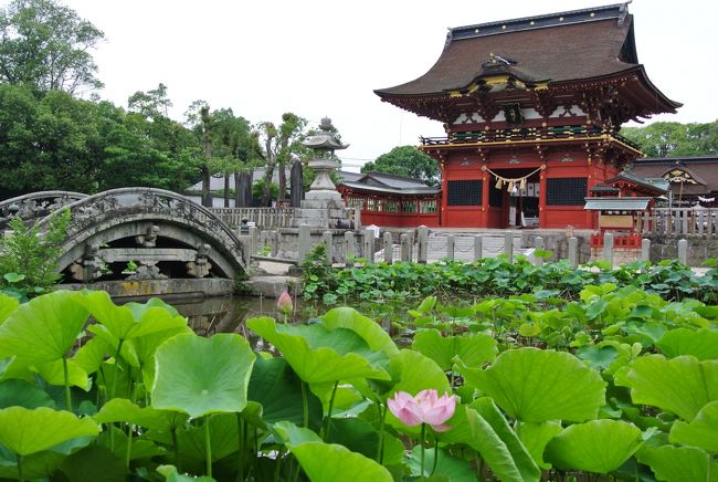 愛知県岡崎市の伊賀八幡宮へ出かけました。蓮の見頃にはまだ少し早かったですが、静かに美しく歴史を刻む雰囲気を楽しみました。