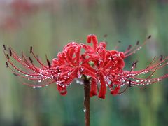 雨上がりの彼岸花