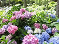 梅雨の晴れ間に 「西のアジサイ寺」 を散策する旅