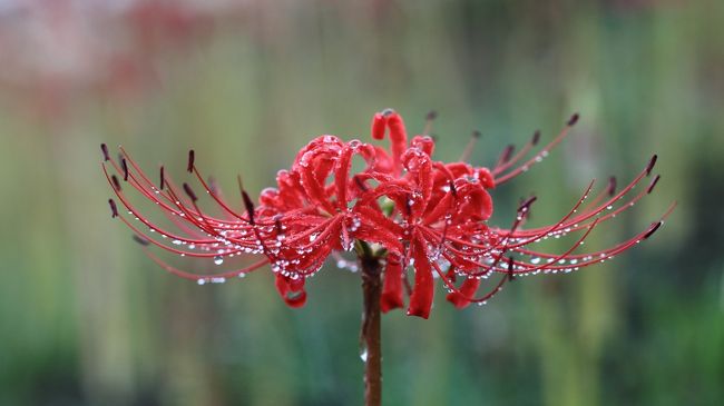 雨上がりの彼岸花