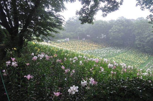 紫陽花が終わり、次の撮影どうしようと考えていた所に<br />ゆりの情報が来て、そう言えば行った事無いと思い出し<br />天気予報チェック。さすが梅雨！見頃は全部雨・・・<br />と言う訳で、曇りの日にあわてて出掛けました。<br />駅からアクセスが良く、お得なチケットもあるので<br />また行ってみたいと思いました。<br />今年は花が早いからと焦りましたが、白い花はまだ<br />つぼみが多かったです。