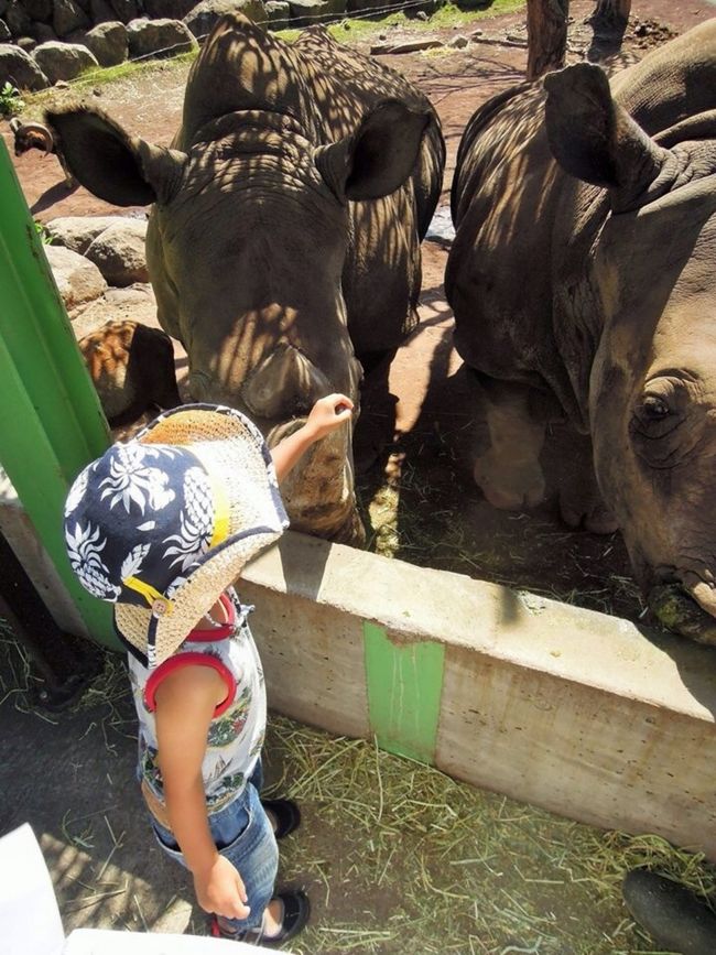 夏の旅の計画に想いをはせる今日この頃……。<br /><br />毎年、友人家族とともに訪れている伊豆高原。<br />毎度旅のメインイベントは、子供も安心して海を楽しめるいるか浜での、のんびり海水浴。<br />その前後に、山頂のお鉢巡りをしながら楽しむ景観が見事な大室山に登ったり、城ヶ崎で断崖のスリルを味わったり、体験工房ほけきょ庵で陶芸体験をしたり……伊豆高原周辺の観光やアクティビティをあれこれ楽しんでいます。<br /><br />やってくる今年の夏は、息子は動植物への好奇心に満ち満ちた4歳。去年はまだ歩けず、始終抱っこされどおしだった娘も、お転婆ざかりの1歳半。<br /><br />去年はじめて訪れた、伊豆アニマルキングダムがとても楽しく、今年訪れたら、去年以上に子供達も楽しめること間違いなしなので、今年の伊豆旅行で再訪しようと思っています。<br />……ということで、去年のアニマルキングダムの思い出ふりかえり……。<br /><br />アニマルキングダムは、大まかに、動物園エリアと、遊園地エリアの二つのエリアにわけられる、アミューズメントパーク。<br /><br />動物園エリアでは、他の動物園ではできない体験がめじろ押し。<br />私は、キリンに餌をあげ、頬をなでることができたことに本当に感動しました。<br />間近で見つめあったキリンの長いまつげに彩られた瞳の愛らしかったこと！そして、その愛らしさと相反する、餌に巻きついてからめとって口に運ぶ紫がかったなが〜い舌のインパクト……笑。<br /><br />当時3歳だった息子は、夏休み企画だったらしい、サイを触れるイベントに大興奮！！<br />300円くらい、参加料金がかかったと思いますが、普通の動物園では柵の向こうの、さらに堀のむこうにいることの多いサイに触れるんですから、安いもの……！<br />担当の飼育係さんも大らかで、順番を急かされることもなく、角やら顔の皮膚やらじっくり触れることができました。<br />間近で見るサイは、興奮を抑えきれぬほど格好良く、醸し出す迫力も想像以上……ぶるるるんっと噴き出される鼻息などは、まるでトラックのエンジン音さながら……。<br />これは、慎重派の息子は、ひるんで触れないのでは……？と心密かに思っていた母ですが、予想に反して、堂々と角を鷲掴みにする彼……。<br />息子の意外な度胸も垣間見ることができた感動体験でした。<br /><br />動物園エリアにはライオンとホワイトタイガーをガラス窓越しに眺めながら食事ができるレストランがあり、私たち家族は、ライオンサイドの窓辺の席をチョイス。<br />ライオンをかたどったお子様カレーを食べながら、ライオンを眺める……なかなか乙です。<br />ときおり飼育員さんが、レストランの窓辺に餌を放るサービスをしてくれ、その餌を目当てに自分の席めがけて疾走してくるライオンの姿に、まだ赤ちゃんだった娘も大はしゃぎでした。<br /><br />飼育員さんたちが皆さんとても大らかで、心地よい距離感で、動物たちの様々なミニ知識を話してくれるのもとても楽しかった。<br />立ち止まって動物を眺めていると、必ずと言っていいほど、近くにいる飼育員さんが話しかけてくれるのだけれど、それが押し付けがましさは皆無で、なんとも自然で、内容も面白い。<br />子供達が小学生になったら、ノート持って行って、一日がかりで動物のスケッチをして飼育員さんたちからたくさんお話をきかせてもらって、書きとって、動物図鑑を作ったら、素敵な自由研究いっちょあがり〜♪……になりそう……笑。<br /><br />遊園地エリアの乗り物は、昔ながらの素朴な乗り物で、派手さはないけれど、レトロ遊園地好きの私には、ノスタルジックなムードがたまりませんでした。<br />海辺の立地を生かし、景観を最大限に活かした場所に作られた観覧車や、ミニ汽車からの眺めは素晴らしいの一言。<br />ミニ汽車に乗ったときは、乗客は私と息子のみで、景色がいっとう良いポイントで運転手さんが汽車をとめて、彼方の島々の解説をしてくれるサービスまで…々。<br /><br />夫と息子が二人で乗った、レールの上を自らペダルをこいで進むスカイサイクル的な乗り物は、レールが海沿いの断崖の上をはりだすように作られていて、かなり古い乗り物らしく、ややガタピシ感もあり……笑。<br />スリルが臨場感を高め、海風や景観がことに素晴らしく感じられたそうです。<br />これは今年再訪した際には、私もぜひ乗りたい！<br /><br />電動じかけの恐竜たちがうごめくジャングルを探検するアトラクションでは、よく出来た恐竜たちの迫力に、サイに臆さなかった息子も腰が引けっぱなし……ティラノサウルスの咆哮には、夫の首っ玉にかじりついて大号泣……。<br />今年はどんな姿が見られるか楽しみです。笑<br />恐竜図鑑携えて行ったら、盛り上がれるかも……。<br />去年は赤ちゃんすぎて怖いもの無しで、ただきょとんとしていた娘が、今年は泣くかな……。<br /><br />園を出る時に通る、孔雀たちが解き放たれた孔雀の森も幻想的で、最後まで大満足の一日でした。<br /><br />今年の夏の再訪も、今から楽しみ……！<br /><br />以下、ハイライト写真のせています。