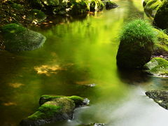 緑の清流の森　　