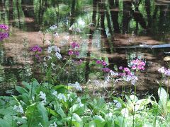 梅雨の晴れ間のハイキング　千手が浜　クリンソウ