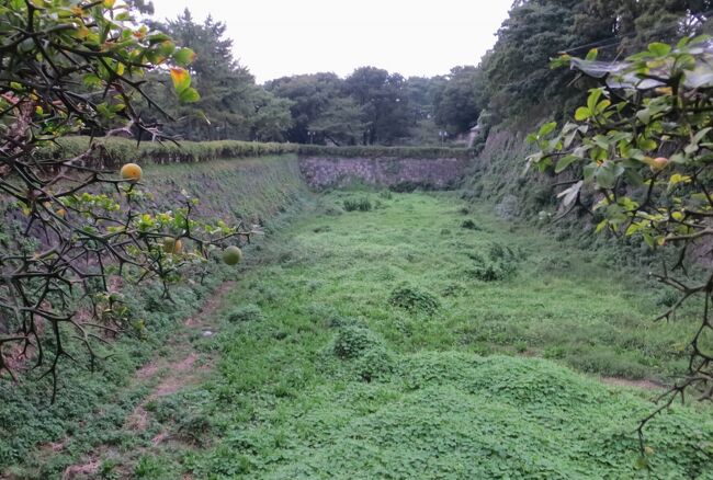 お濠の外の西側と南側から眺めた、名古屋城の紹介です。この日の散策で目にした街角の草花なども最後に紹介しました。