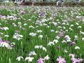 新小岩・小岩の旅行記