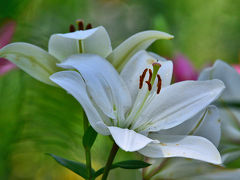 谷汲ゆり園は「日本のゆり園ベスト５」（2016）