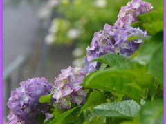 仙台のあじさい寺　今年はキラキラ紫陽花と・・・抹茶席も楽しみました　☆資福寺☆