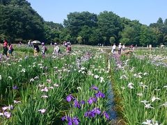 暑い～！この夏初の猛暑日、10万本の花菖蒲が咲き誇る『東村山菖蒲まつり』　駅からハイキング