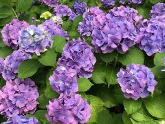 紫陽花の綺麗な季節☆府中郷土の森博物館