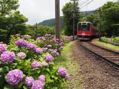 紫陽花鑑賞と富士屋ホテルでのフレンチディナーを優雅に楽しむ。