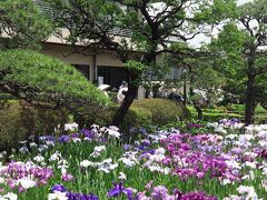 堀切菖蒲園d　かつしか菖蒲まつり　盛況　☆あじさいも咲いて