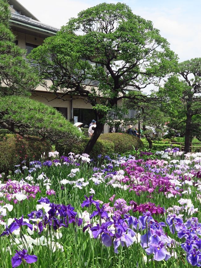 堀切菖蒲園（ほりきりしょうぶえん）は、東京都葛飾区堀切二丁目にある葛飾区所管の公園（植物園）である。花菖蒲の名所として知られる。<br />京成本線堀切菖蒲園駅の南西500mほど（徒歩約10分）の綾瀬川沿いに位置している。貴重な江戸系花菖蒲を中心に200種6000株の花菖蒲が植えられており、見ごろは、6月の中旬である。ほりきり葛飾菖蒲まつりの期間（6月初旬〜20日頃）は、地元住民・商店街・行政等による運営協議会によって、パレードなどのイベントが行われる。　　所在地：東京都葛飾区堀切2丁目　　面積：7,736.45m&amp;sup2;<br />（フリー百科事典『ウィキペディア（Wikipedia）』より引用）<br /><br />堀切菖蒲園　については・・<br />http://www.horikiri-s.com/shoubu/shoubuen.html<br />http://www.katsushika-kanko.com/3_katsushika/3-2menu.html<br />http://times.grats.jp/shoubu/horikiri-shoubuen.htm<br /><br />花菖蒲の品種図鑑　については・・<br />http://www.kamoltd.co.jp/katalog/framepage1.htm<br />http://niiyairis.net/reference.html<br />http://www.hanashoubu.or.jp/flower_catalog/14.html<br />